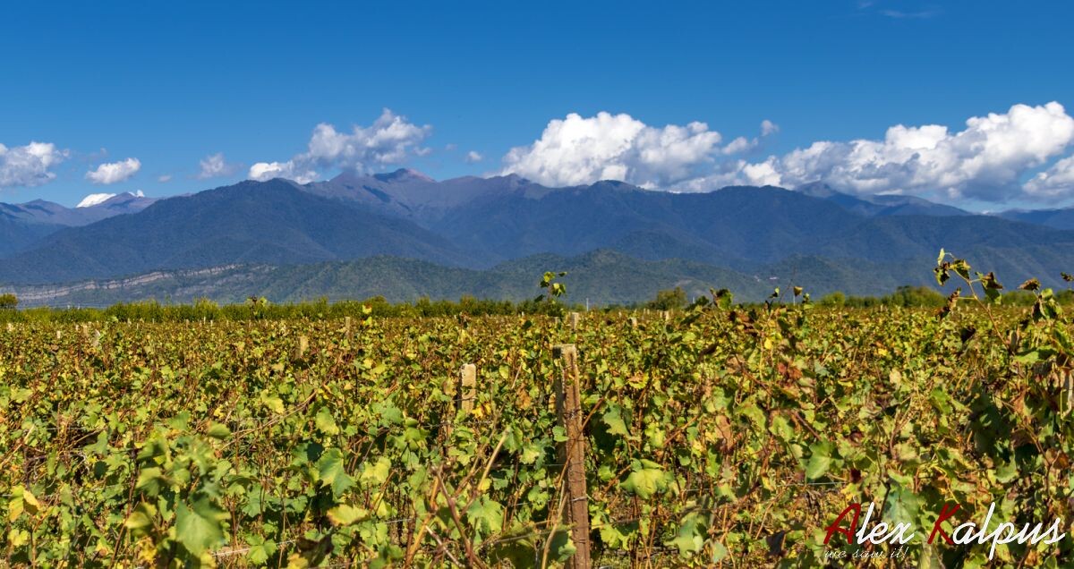 Алазанская долина. На заднем плане горы Кавкасиои. Кахетия, Грузия.