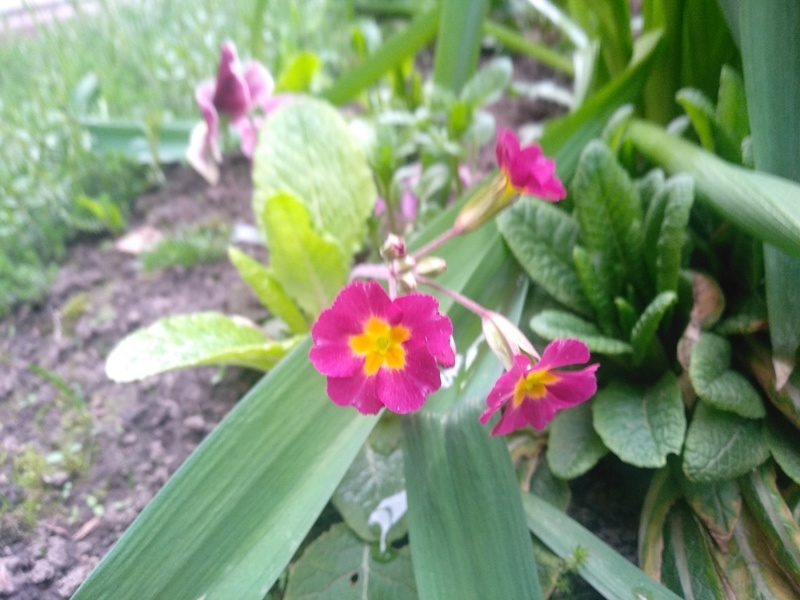 Новенькая примула с малиновыми цветками