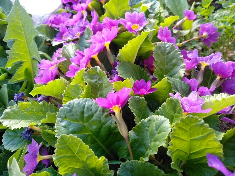 Примула Юлии. Пышное цветение весной 2025 года