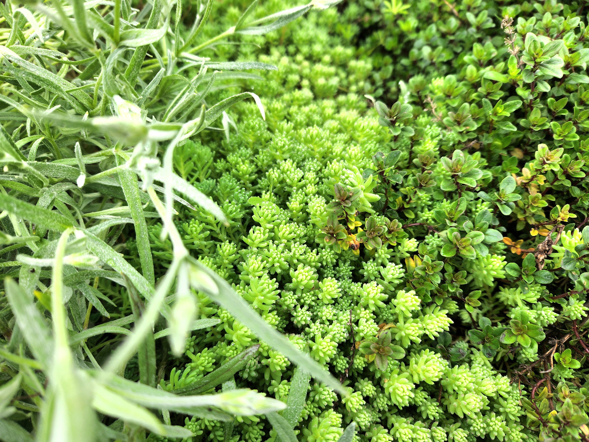 Ясколка, очиток, чабрец. Про ясколку нужно отдельно писать, какая она умница