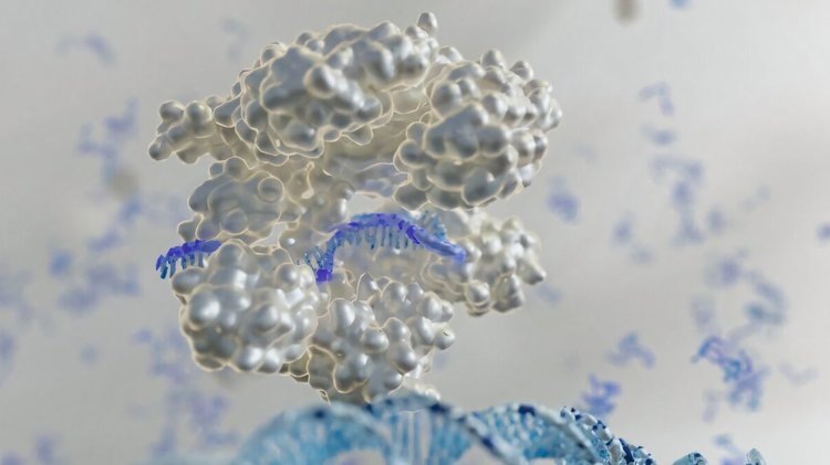    Методика высокоплотного скрининга выявляет ключевые гены для модификации цианобактерий в биотопливном хозяйстве