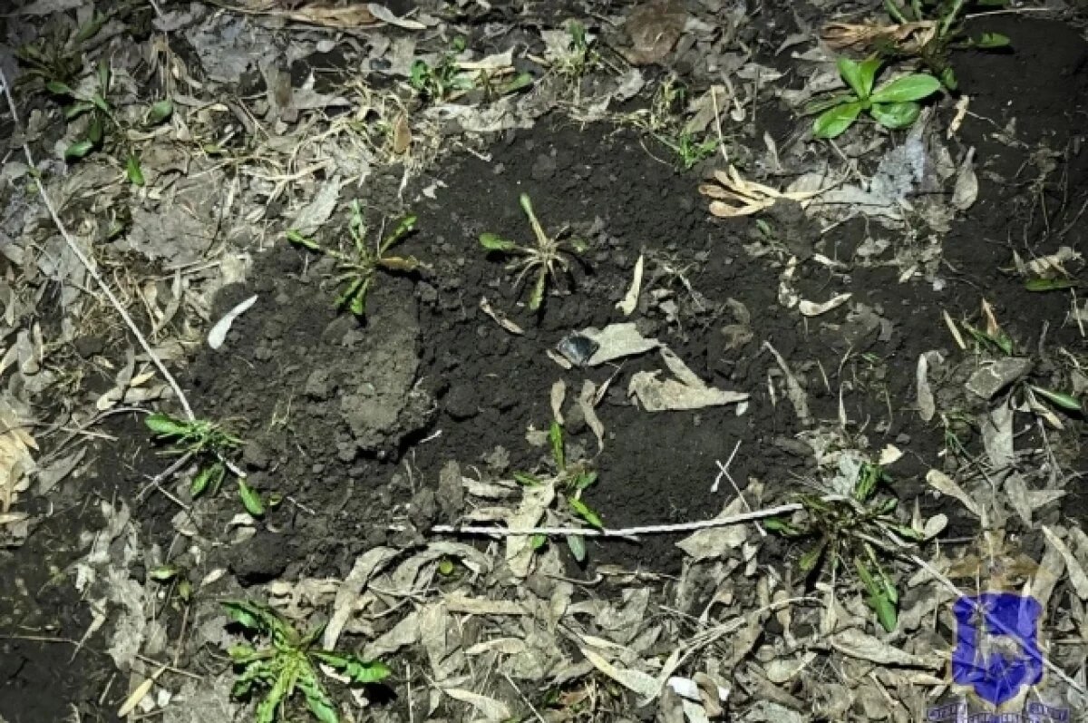    В Тольятти полицейские задержали наркоторговца