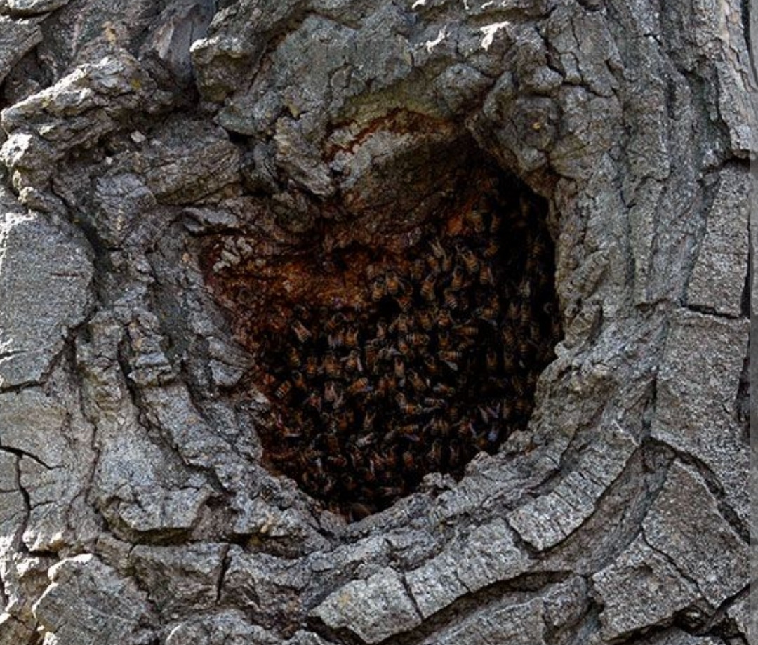 Фото из интернета.