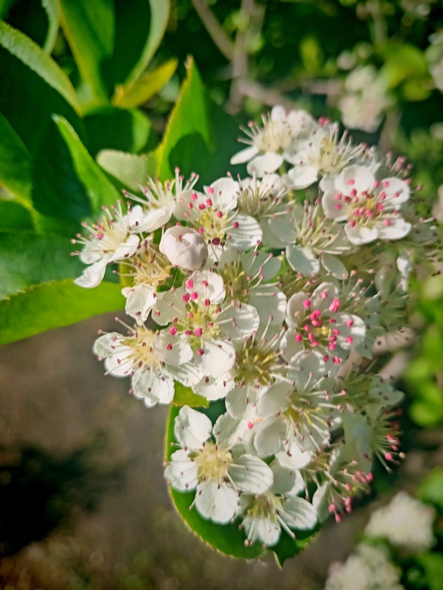 Цветёт черноплодная рябина