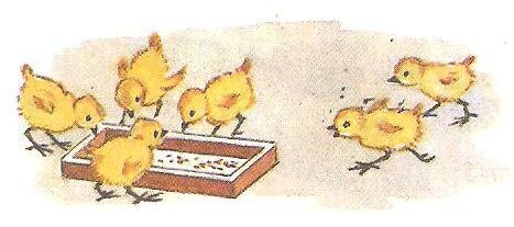 Цыплята едят из кормушки