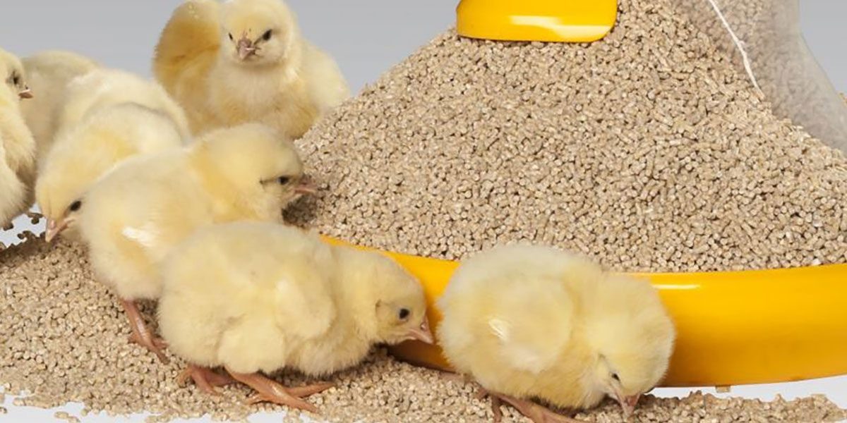 Качественный корм для цыплят - не крупный