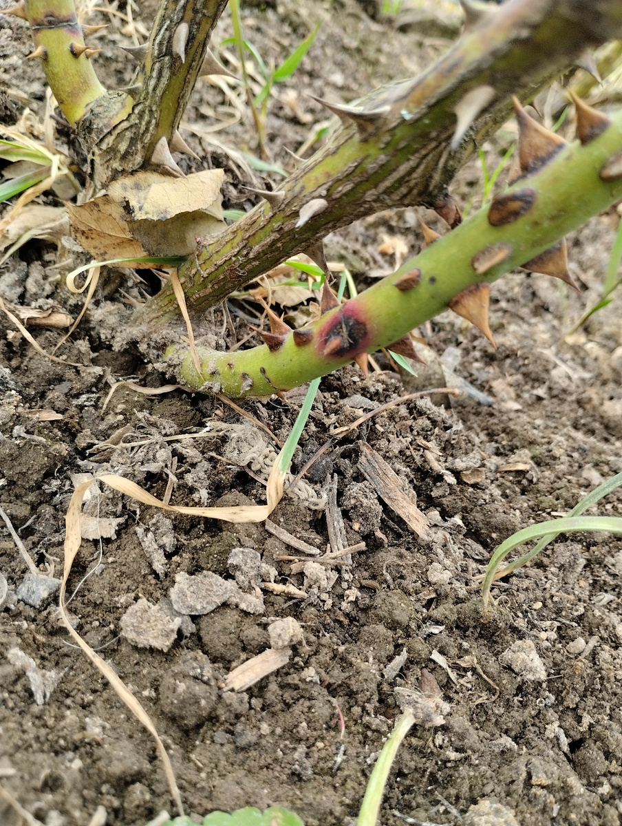 Побег хороший. Резать чтоль? Пятно то внизу. 