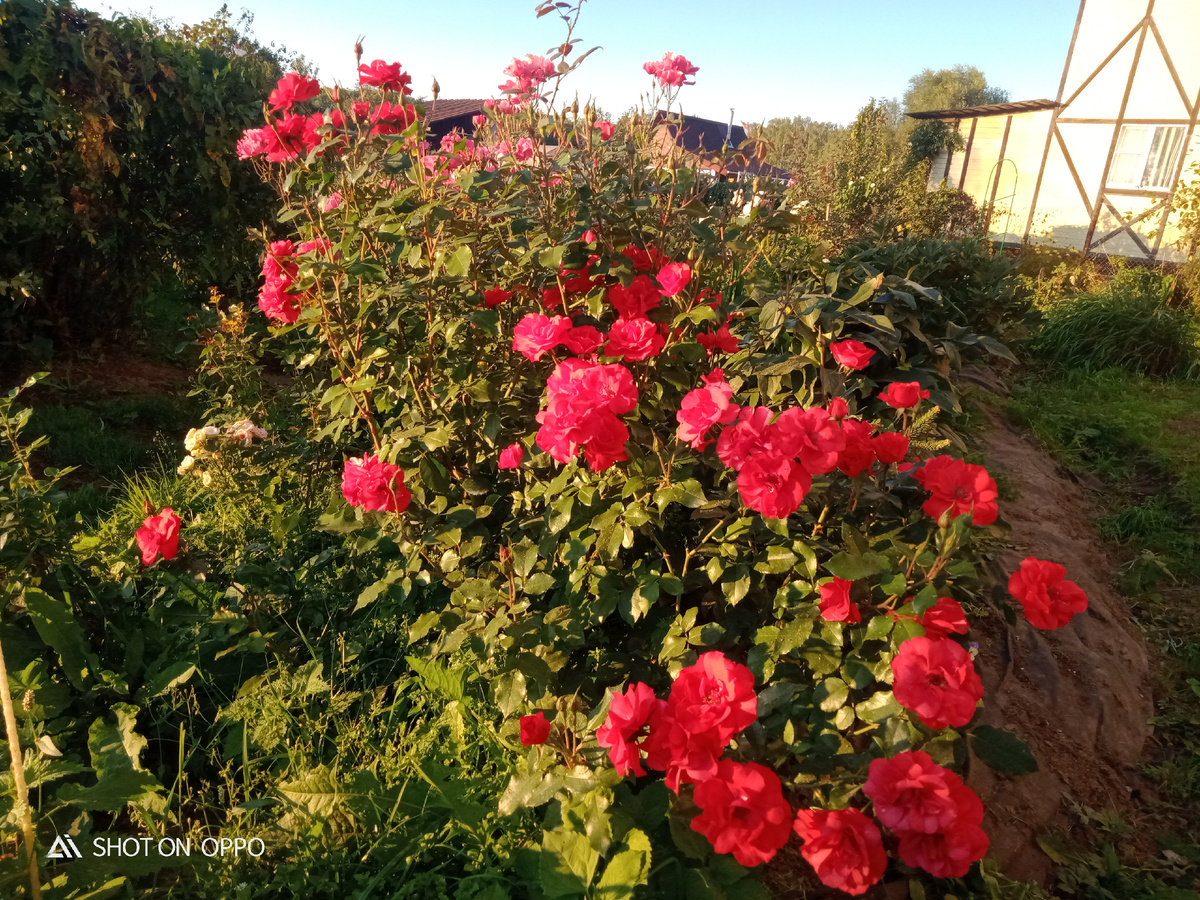 Ротер Корсар по молодости цеплял инфекционный ожог. А сейчас - красавец 