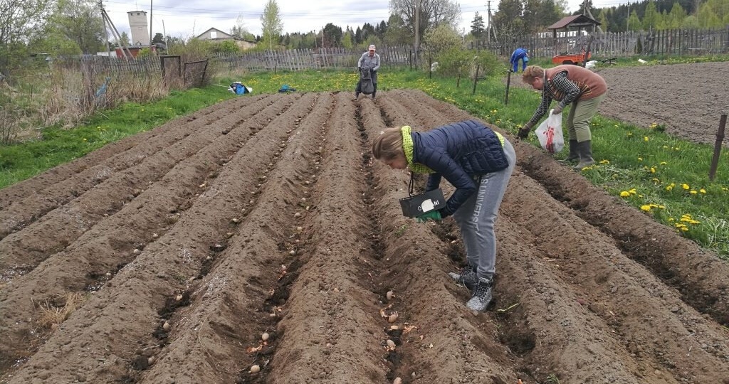 Как правильно сажать картошку?