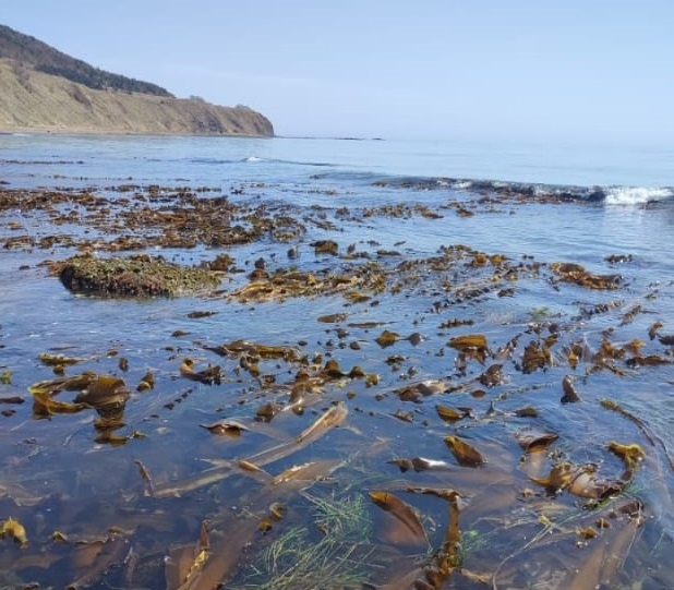 Морская капуста