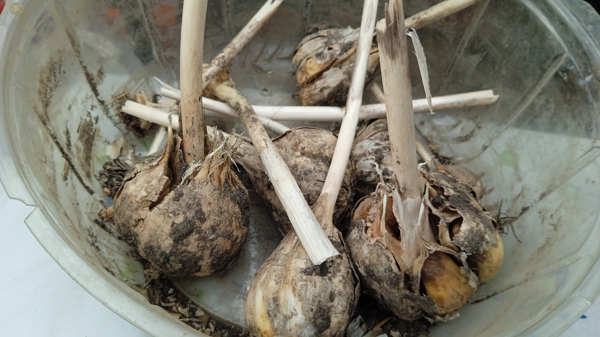 Лежал всю зиму в теплице. И такой чеснок пригоден для посадок по краям любых растений