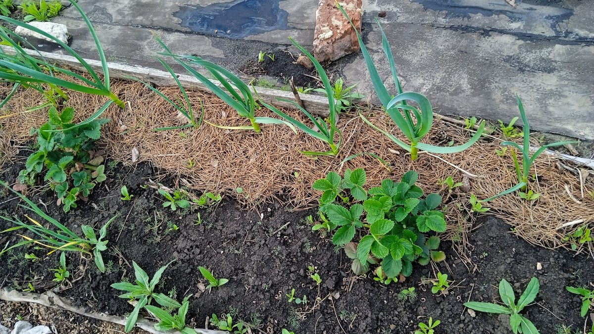 Мой озимый чеснок 2025, вторая грядка, еще не пропалывала окружение 😀