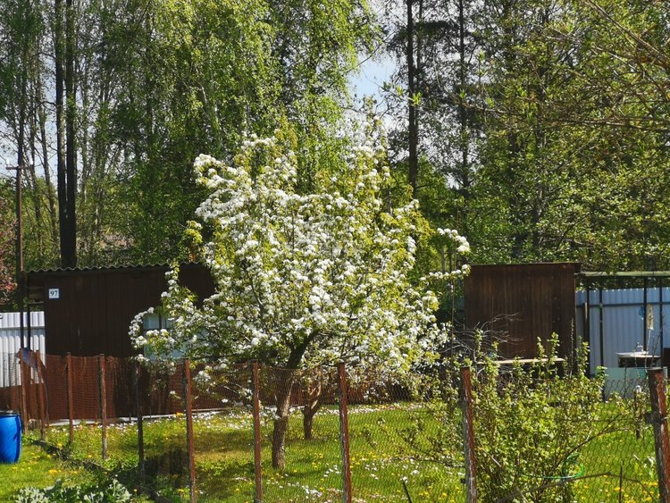    Практическое руководство по обработке деревьев от вредителей: когда и как это делать