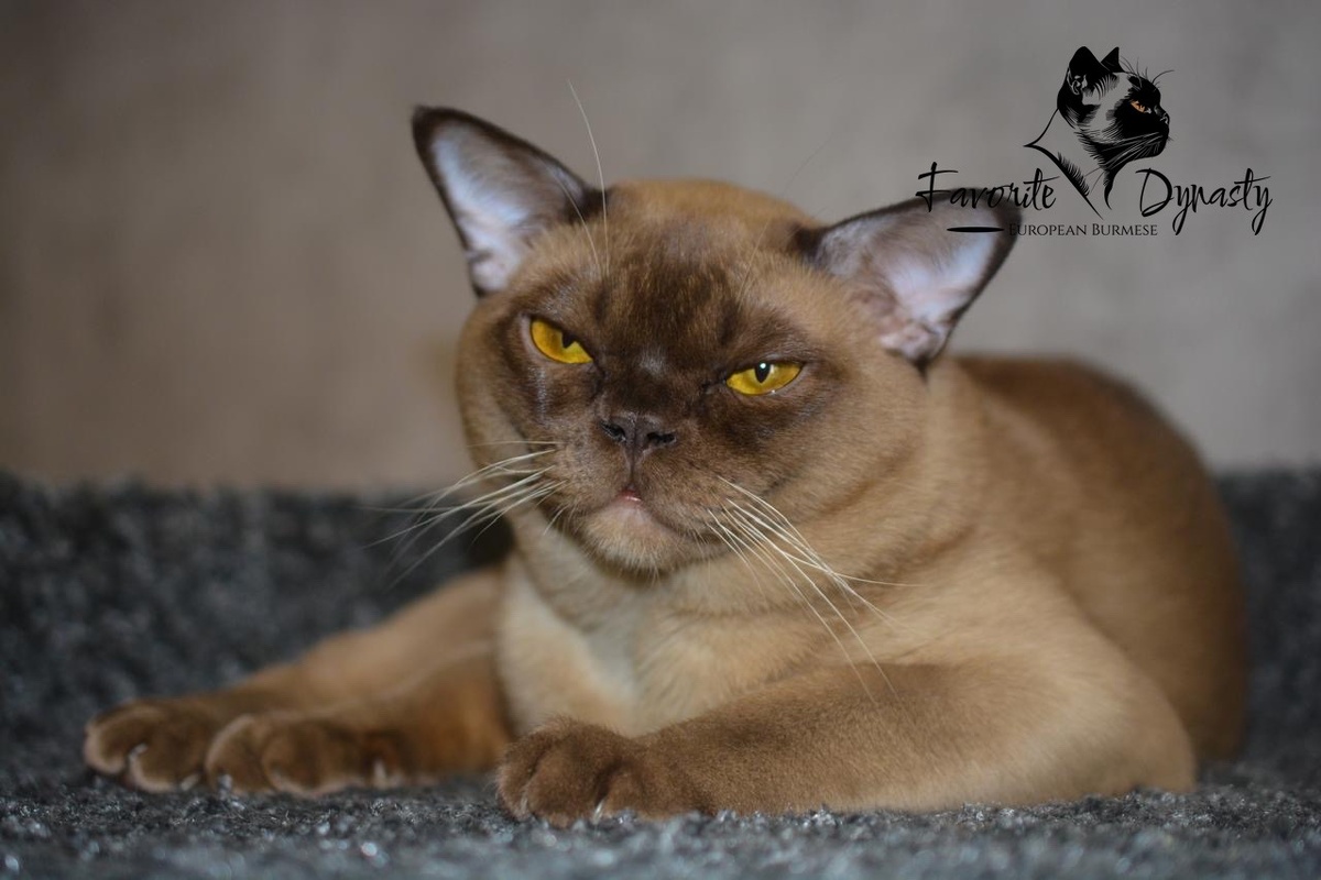 Жан-Жак, котик питомника.