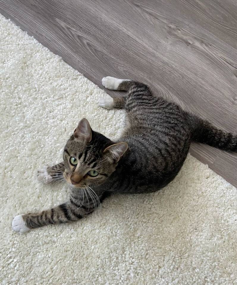    Фото предоставлено зооволонтерами