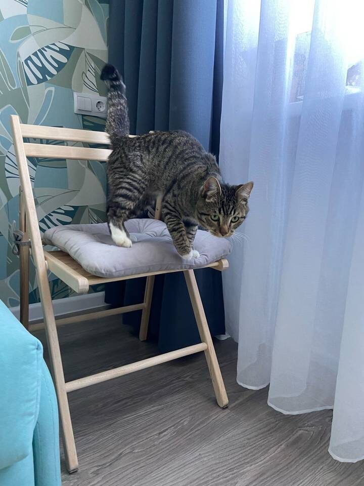    Фото предоставлено зооволонтерами