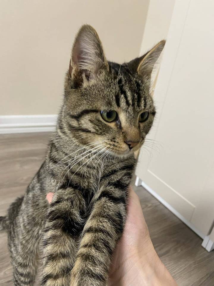    Фото предоставлено зооволонтерами