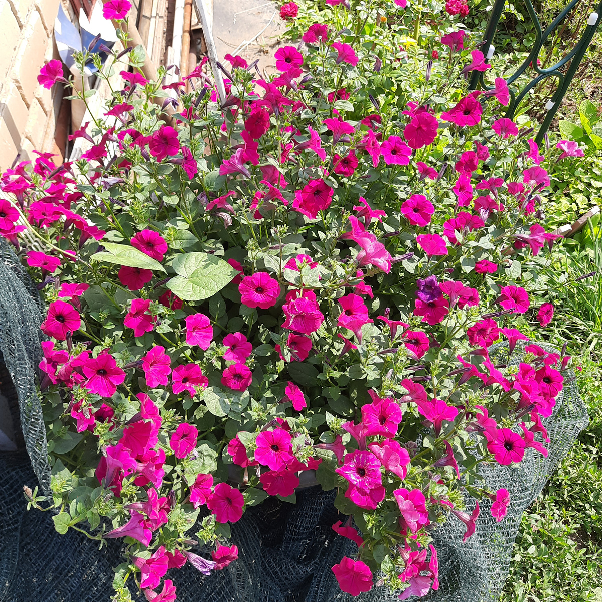 Пурпурные тайдалы