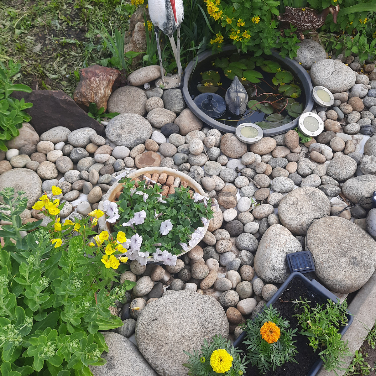 А вот это петуния тайдал Сильвер