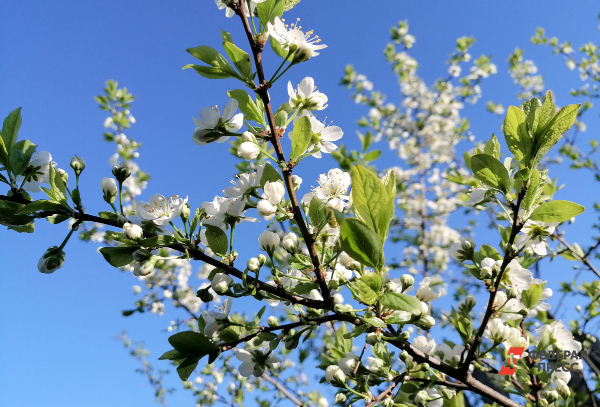 Яблони расцвели в Тюмени.  Фото: ФедералПресс / Елена Майорова