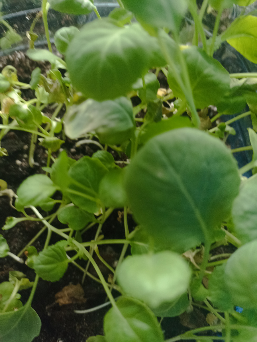 Капуста моя