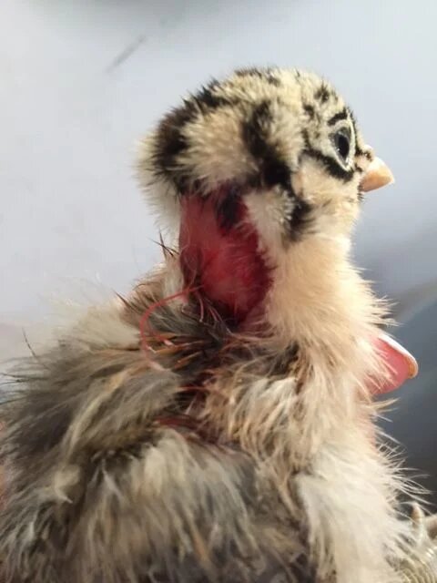 Пострадавший цыплёнок с травмами от расклёва