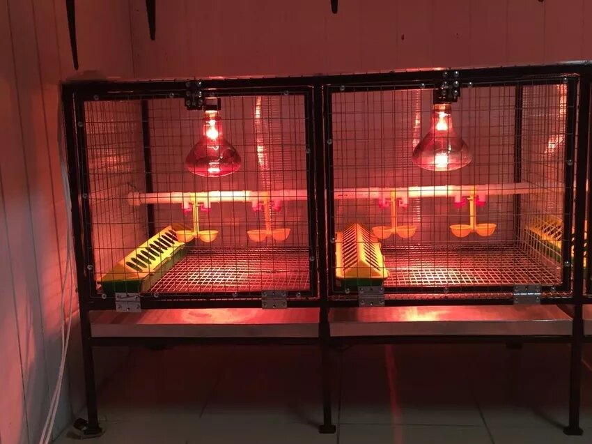 Брудер под красным освещением