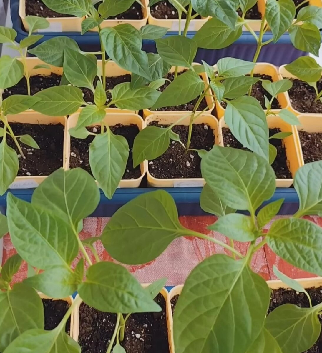 Перцы до высадки в больший объем