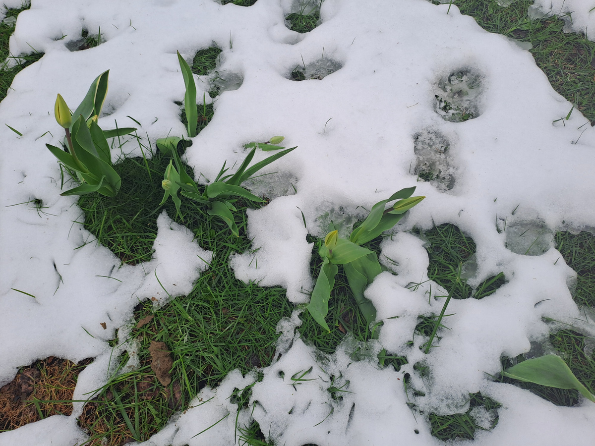 Тюльпанам хана