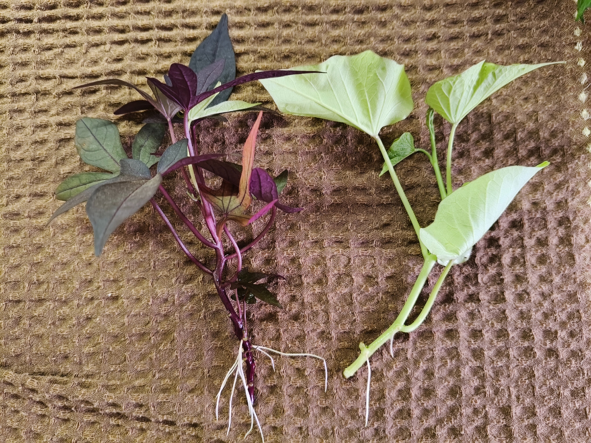 Ипомея батат отращивает корни мгновенно. 