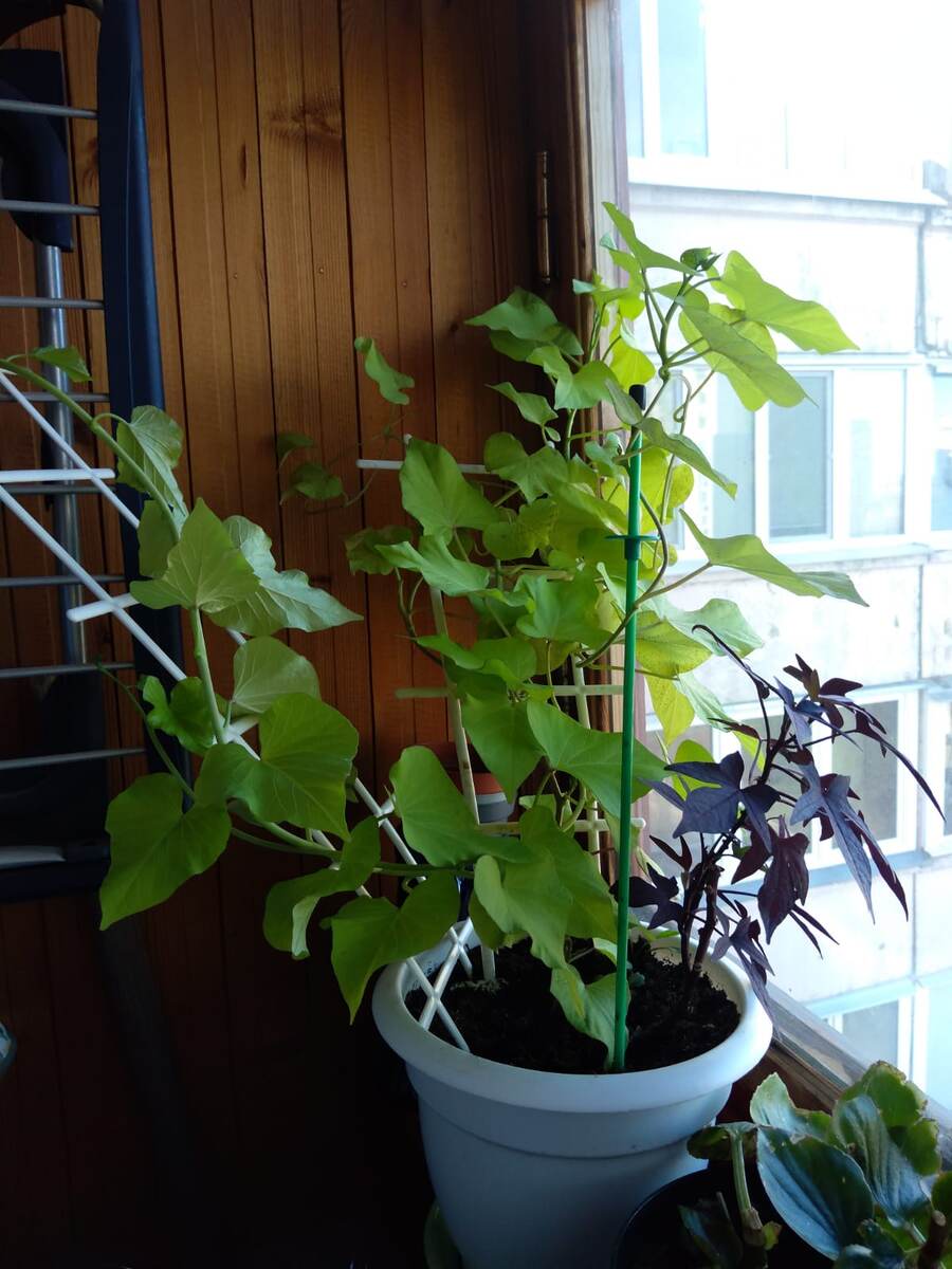 Тут они в одном горшке и им тесно. Фото моей знакомой. 