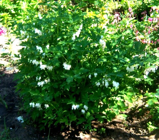 Дицентра великолепная. Фото автора.