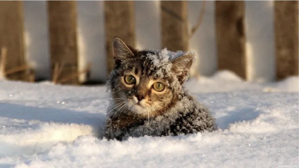 Для обложки, из свободного доступа 