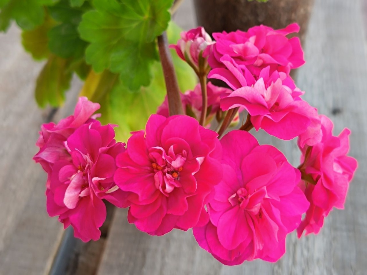 Сорт ТА Монако аккуратно загорает у меня даче