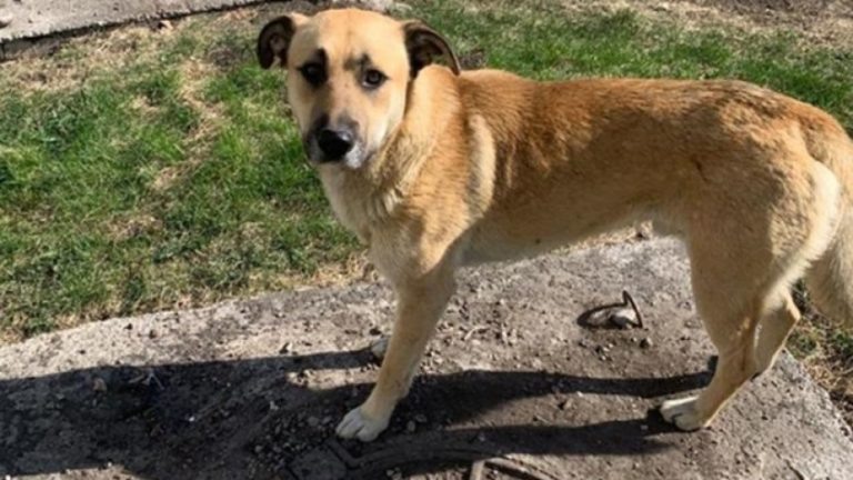    Фото пресс-службы администрации Красноярска Ольга Чистова