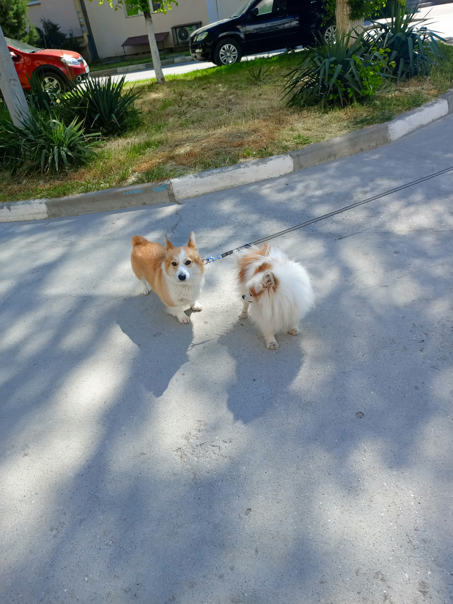 Снупик на прогулке встретил подружку