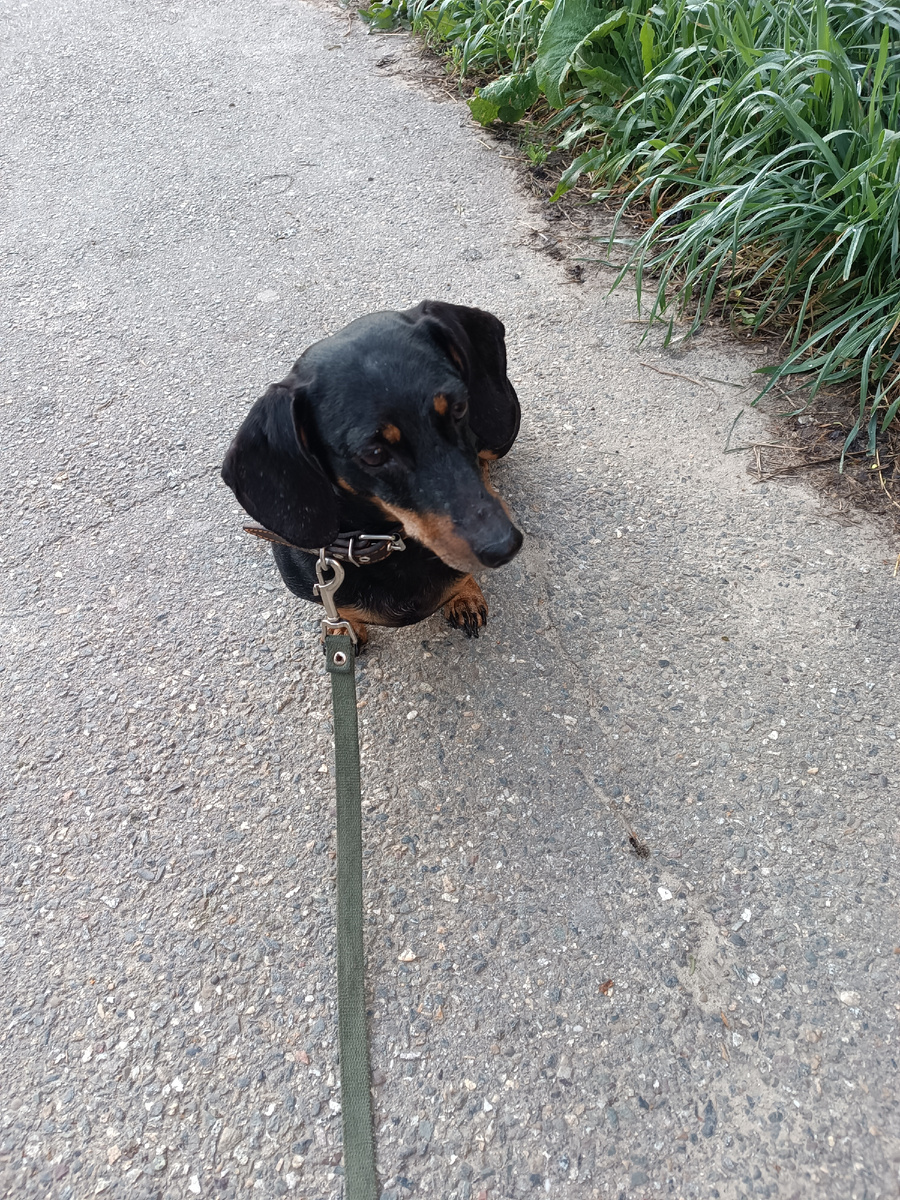 Вот сидит. Я только, только иголки повытаскивала. 