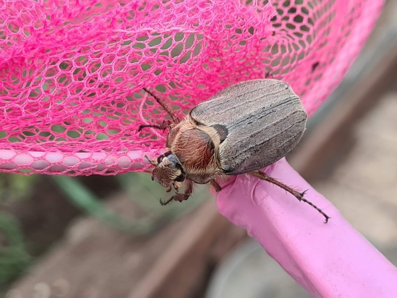 взрослая особь майского жука. фото 5 мая 2025 г.