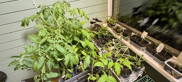    Подготовка рассады для высадки в теплицу и открытый грунт