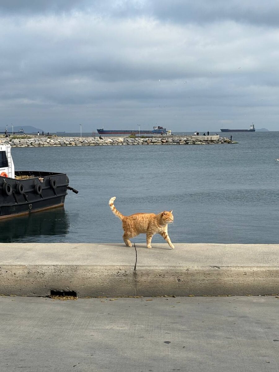 Коты в Стамбуле. Турция. Фото из личного архива 