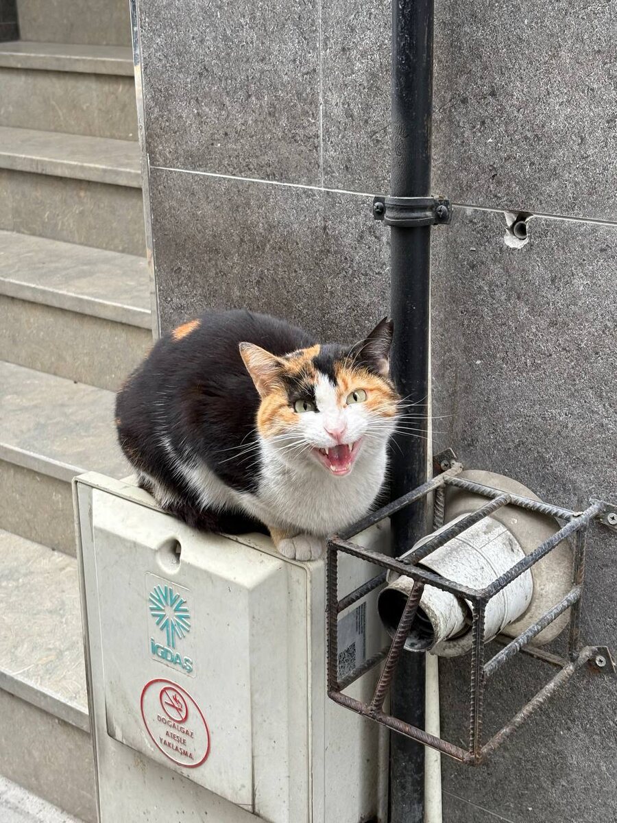 Коты на улице Стамбула. Турция. Фото из личного архива 