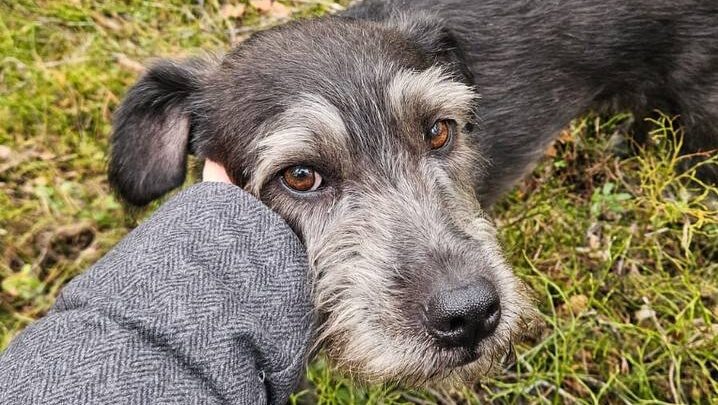 «Больше никому не отдам!» Россиян довёл до слёз ролик о возвращении собаки, которая три дня скиталась по улицам Петербурга