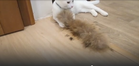 Кот Вадим играет