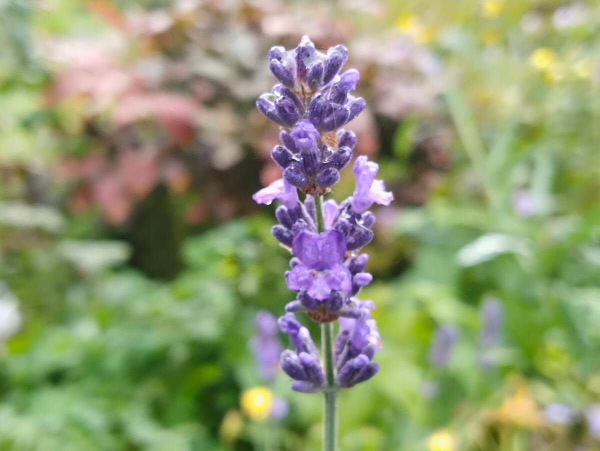 Лаванда, сезон 2024