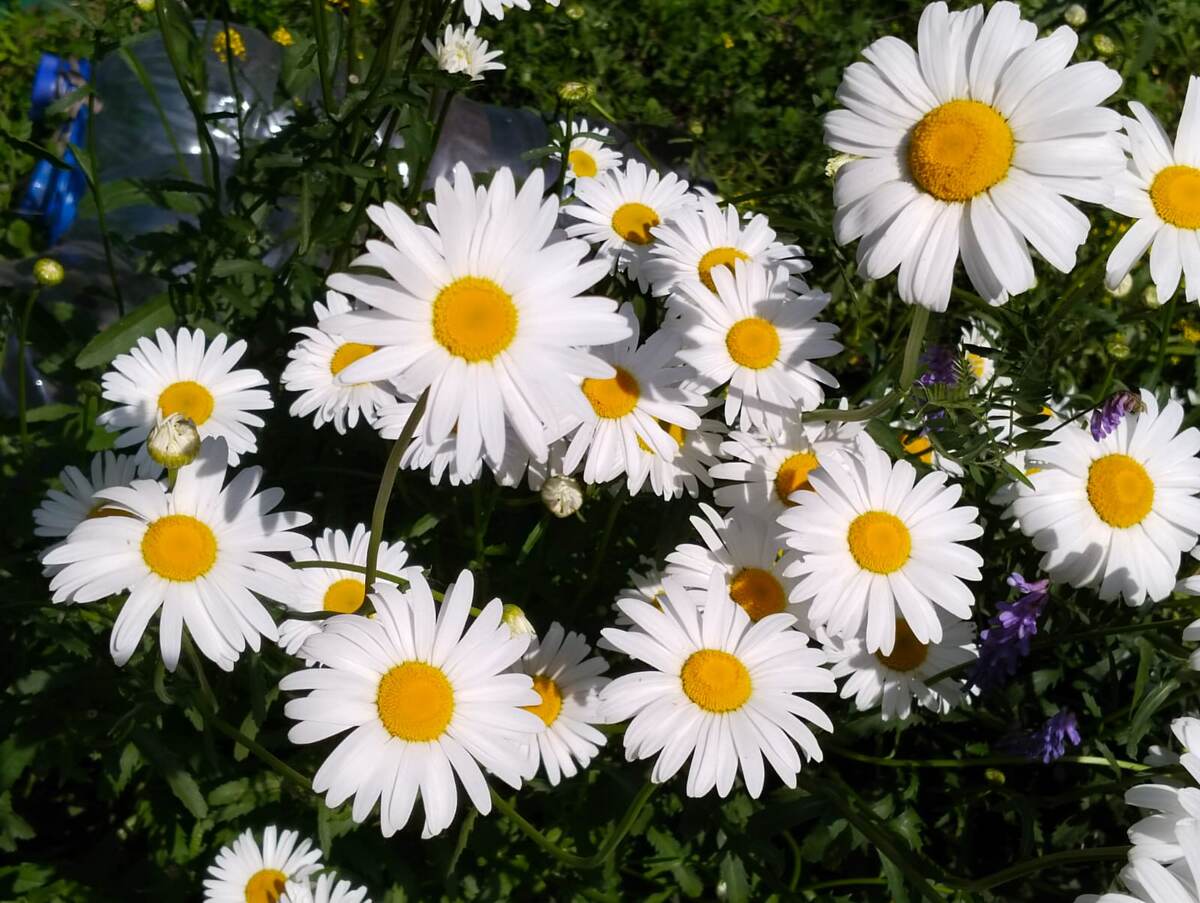 Ромашки-нивяники, сезон 2024