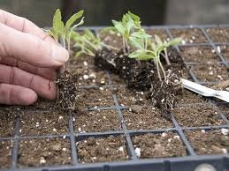 Картинка взята из Яндекс.картинки