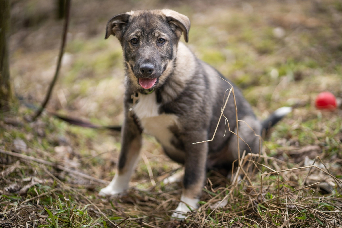 Братишка Арес  . Листайте вправо.