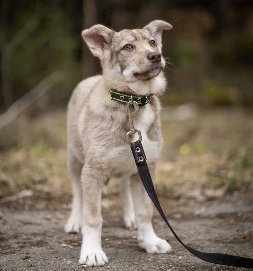 Невероятного цвета  шерсть. У нас  такой окрас есть  только  у Фокса- верного пажа Зары.