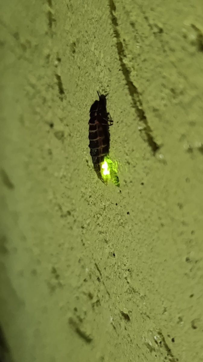 Ничего особенного, просто светлячок на стене