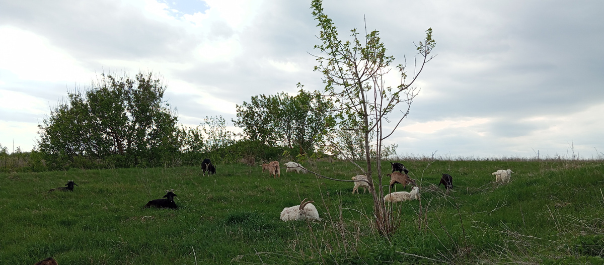 Козы поели и отдыхают.